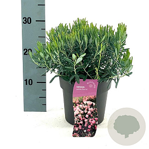 Andromeda polifolia 'Blue Ice' 15-20 cm 2,0L