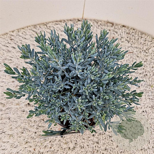 Andromeda polifolia 'Blue Lagoon' 12-15 cm 2,5L