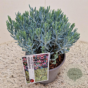 Andromeda polifolia 'Blue Lagoon' 12-15 cm 2,5L