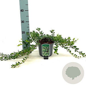 Arctostaphylos uva-ursi 20-25 cm 2,0L