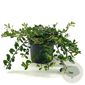 Arctostaphylos uva-ursi 20-25 cm 2,0L