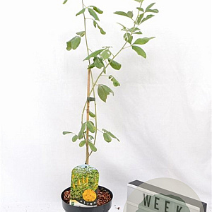 Argyrocytisus battandieri 40-60 cm 3,0L