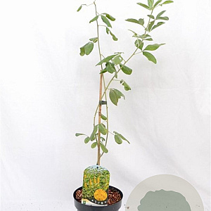 Argyrocytisus battandieri 40-60 cm 3,0L