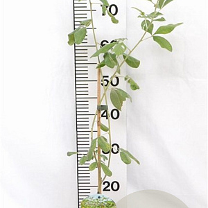 Argyrocytisus battandieri 40-60 cm 3,0L