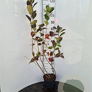 Aronia melanocarpa 100-110 cm 5,0L