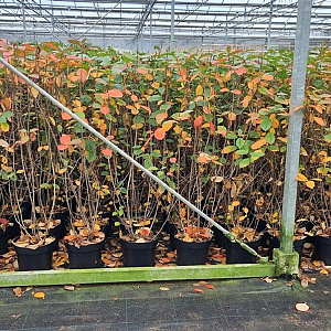Aronia melanocarpa 100-125 cm 7,5L solitair