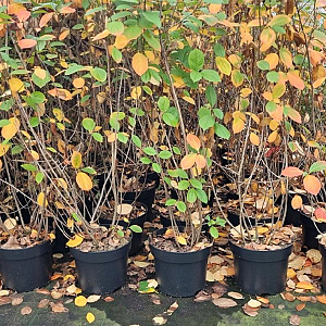 Aronia melanocarpa 100-125 cm 7,5L solitair