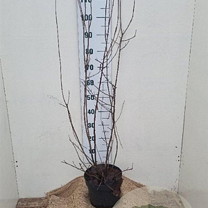 Aronia melanocarpa 100-125 cm 7,5L solitair