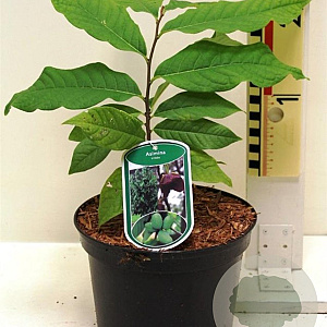 Asimina triloba 30-40 cm 3,0L