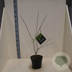 Gleditsia triacanthos inermis 80-100 cm 6L meerstammig