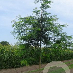 Gleditsia triacanthos inermis 20-25 HO draadkluit 250 cm stam