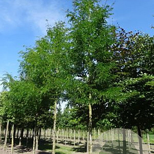 Gleditsia triacanthos inermis 25-30 HO draadkluit 250 cm stam