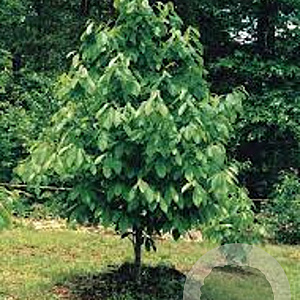 Asimina triloba 'Sunflower' 150-175 cm 20L geveerd
