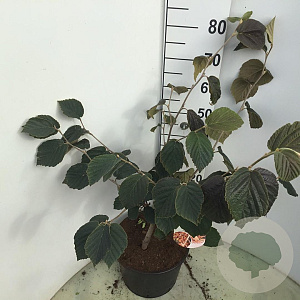 Hamamelis int. 'Jelena' 80-100 cm 12L