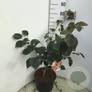 Hamamelis int. 'Jelena' 80-100 cm 12L