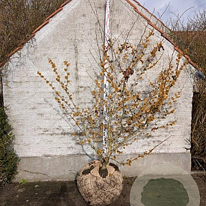 Hamamelis int. 'Orange Beauty' 150-175 cm draadkluit struik