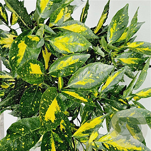 Aucuba jap. 'Picturata' 50-60 cm 7,5L