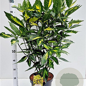 Aucuba jap. 'Picturata' 50-60 cm 7,5L