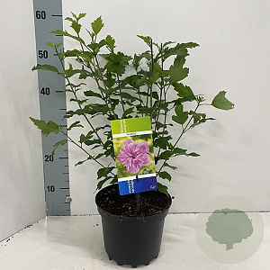 Hibiscus syr. 'Ardens' 40-50 cm 3,0L