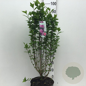 Hibiscus syr. 'Ardens' 60-80 cm 7,5L