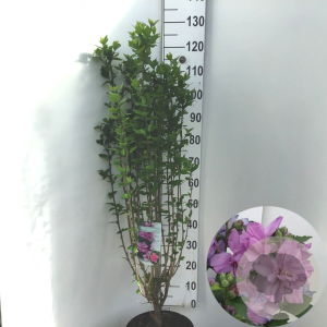 Hibiscus syr. 'Ardens' 80-100 cm 7,5L