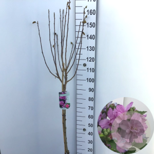 Hibiscus syr. 'Ardens' 90 cm stam 10L