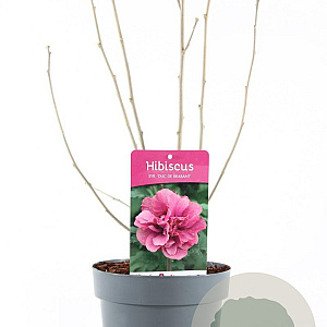 Hibiscus syr. 'Duc de Brabant' 40-50 cm 3,0L