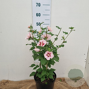 Hibiscus syr. 'Hamabo' 40-60 cm 5,0L