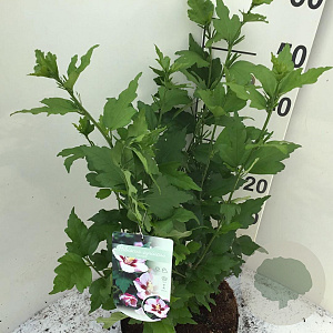Hibiscus syr. 'Hamabo' 50-60 cm 7,5L