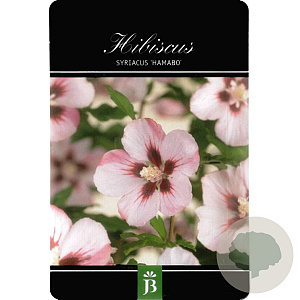 Hibiscus syr. 'Hamabo' 90 cm stam 15L