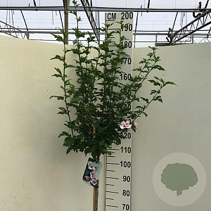 Hibiscus syr. 'Hamabo' 120 cm stam 10L