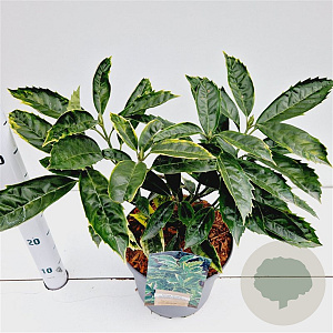 Aucuba jap. 'Sulphurea Marginata' 40-50 cm 5,0L