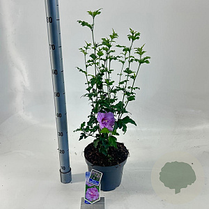 Hibiscus syr. Lavender Chiffon 60-70 cm 5,0L