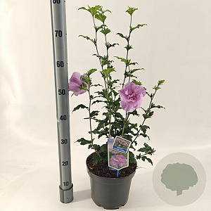 Hibiscus syr. Lavender Chiffon 60-70 cm 5,0L