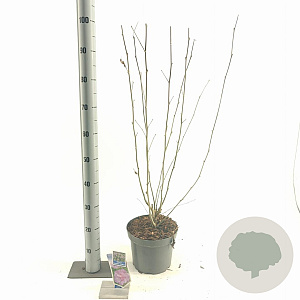 Hibiscus syr. Lavender Chiffon 60-70 cm 5,0L