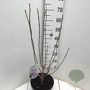 Hibiscus syr. Lavender Chiffon 80-90 cm 7,5L