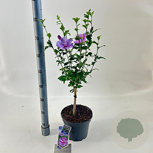 Hibiscus syr. Lavender Chiffon 25 cm stam 5,0L