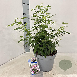 Hibiscus syr. Little Legends Pink 40-45 cm 5,0L