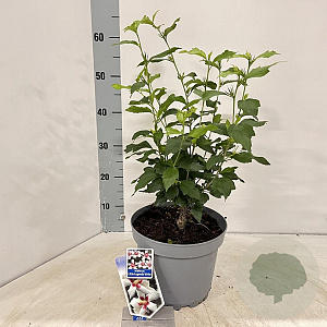 Hibiscus syr. Little Legends White 40-45 cm 5,0L