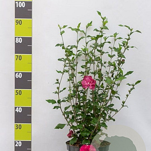 Hibiscus syr. Magenta Chiffon 60-80 cm 7,5L