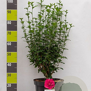 Hibiscus syr. Magenta Chiffon 60-80 cm 7,5L