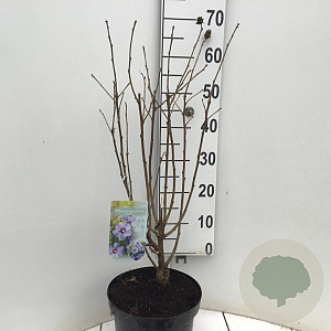 Hibiscus syr. 'Marina' 80-90 cm 7,5L