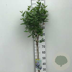 Hibiscus syr. 'Marina' 90 cm stam 10L