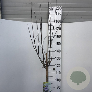 Hibiscus syr. 'Marina' 120 cm stam 7,5L