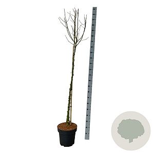 Hibiscus syr. 'Marina' 120 cm stam 15L