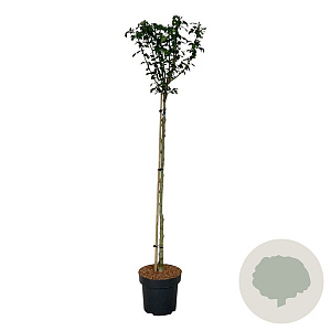 Hibiscus syr. 'Marina' 120 cm stam 15L