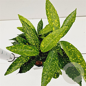 Aucuba jap. 'Variegata' 20-30 cm 2,5L