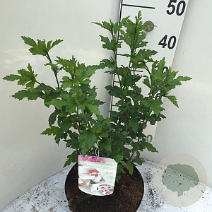 Hibiscus syr. 'Monstrosus' 40-50 cm 7,5L