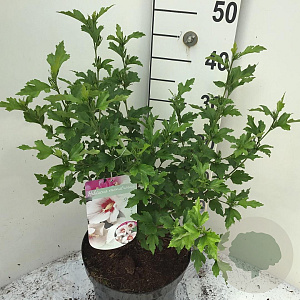 Hibiscus syr. 'Monstrosus' 40-50 cm 7,5L