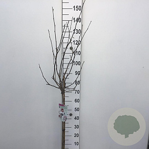 Hibiscus syr. 'Monstrosus' 90 cm stam 10L